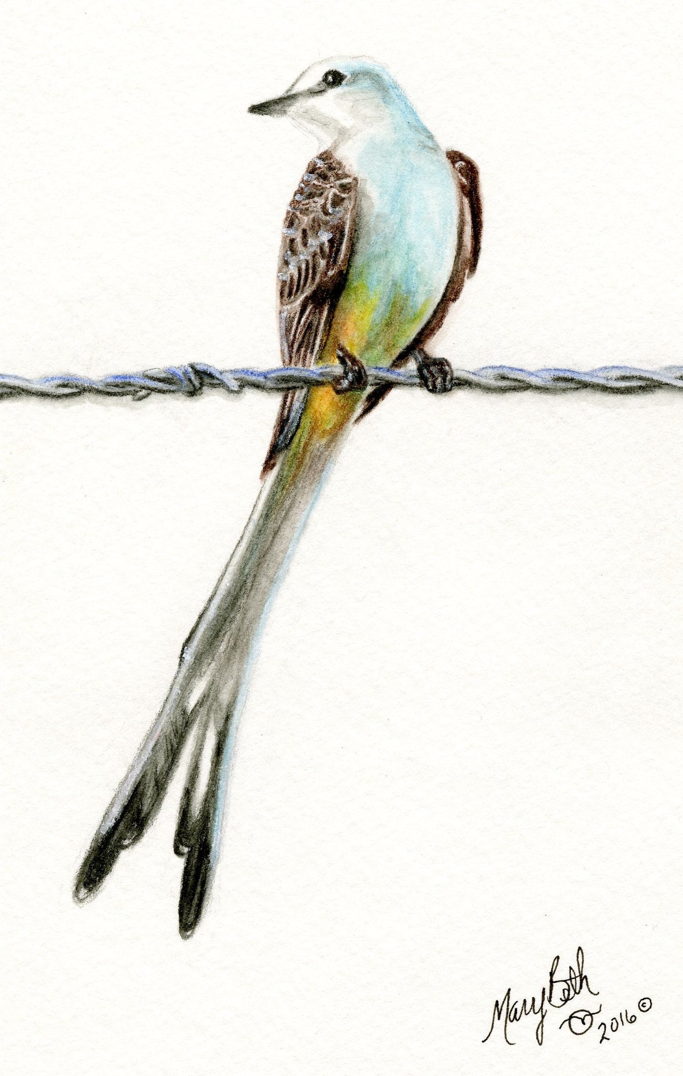 Art Print - Scissortail Flycatcher - Looking Back