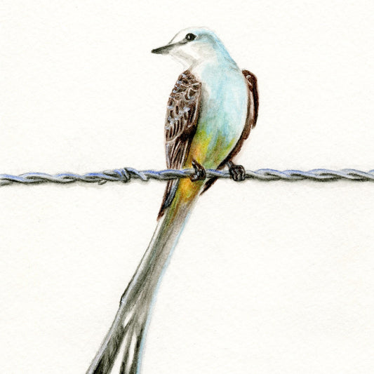 Art Print - Scissortail Flycatcher - Looking Back