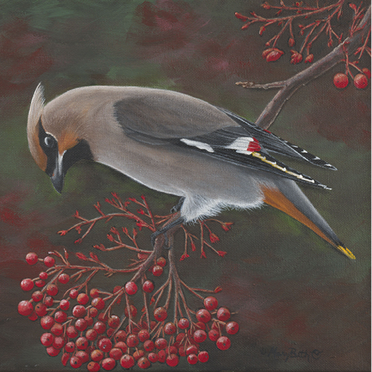 Art Print - Cedar Waxwing - See Their Wax Wings
